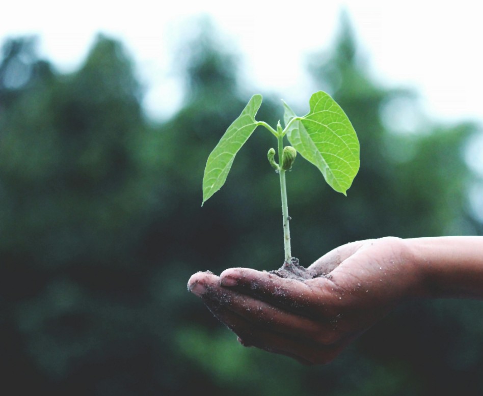 An outstretched hand holding a plant sprout.